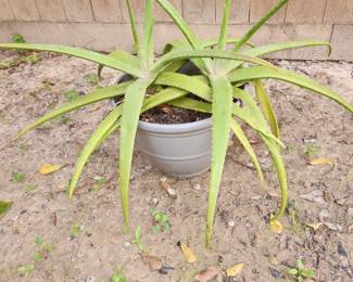 Aleo Vera Plant