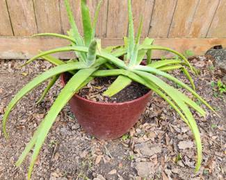 Aleo Vera Plant