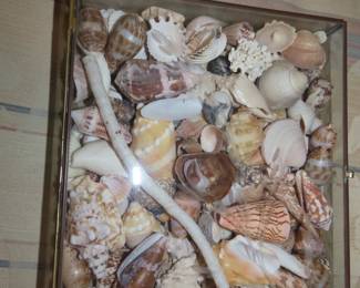 Shells, shells and shells.