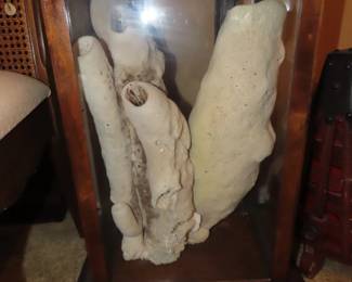 Shell in display case.