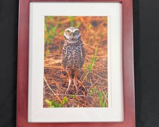 Photographic print of owl in wood frame 13" x 16"