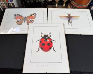 Three prints, ladybug, dragonfly, and butterfly in glass frames 12" x 16"