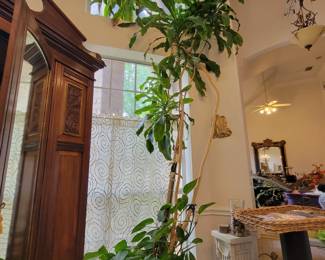 Many PLANTS throughout the house
