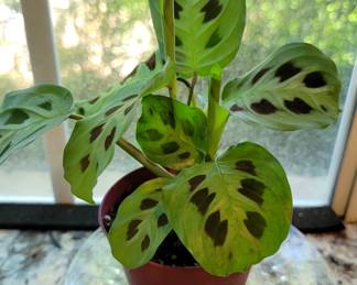 Many PLANTS throughout the house