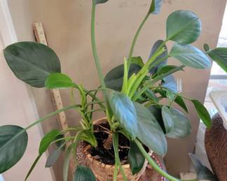 Many PLANTS throughout the house