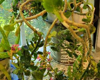 Many PLANTS throughout the house