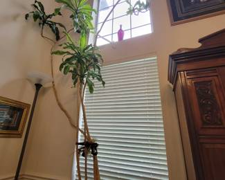 Many PLANTS throughout the house