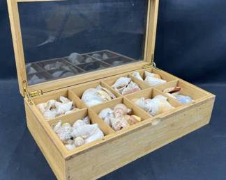 Seashell Collection in Wood Display Box