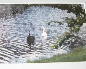 Two Swans Photo