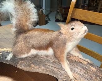 Squirrel, Taxidermy