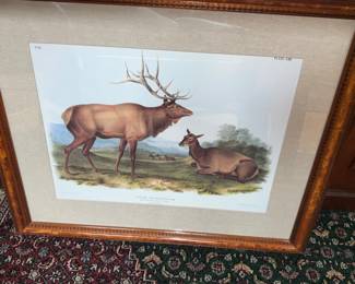 Art, Elk, Audubon,  Plate LXIL, CERVUS CANADENSIS