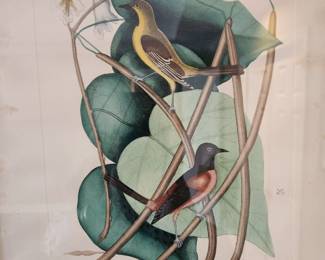 Vintage Aviary Framed Art