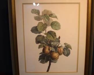 Antique Pancrace Bessa 'Pears And Leaves On A Bough' Botanical Print  Framed, Classic Pomological Study
