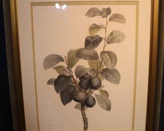 Antique Botanical Print By Pancrace Bessa - 'Plums With Butterfly & Dragonfly'