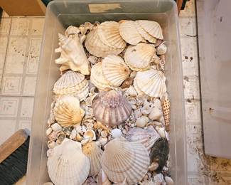 lots of shell, sold as lot