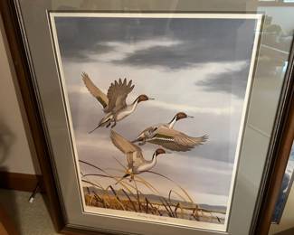 Framed & Matted Print of Pintail Ducks Flying