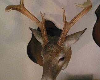 Whitetail Deer shoulder mount in excellent condition.