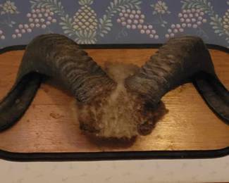 Ram Horns mounted on wooded plaque.