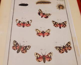 Butterfly book plates