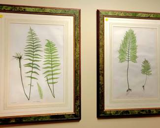 Botanical book plates from Antiquarian books