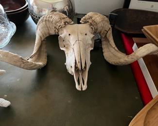 RAM SKULL