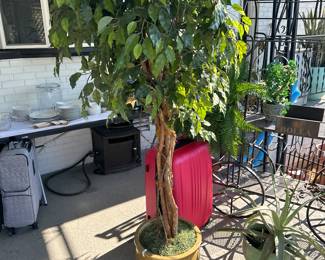 tree