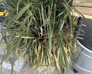 large outdoor plants