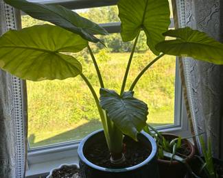 Plants 