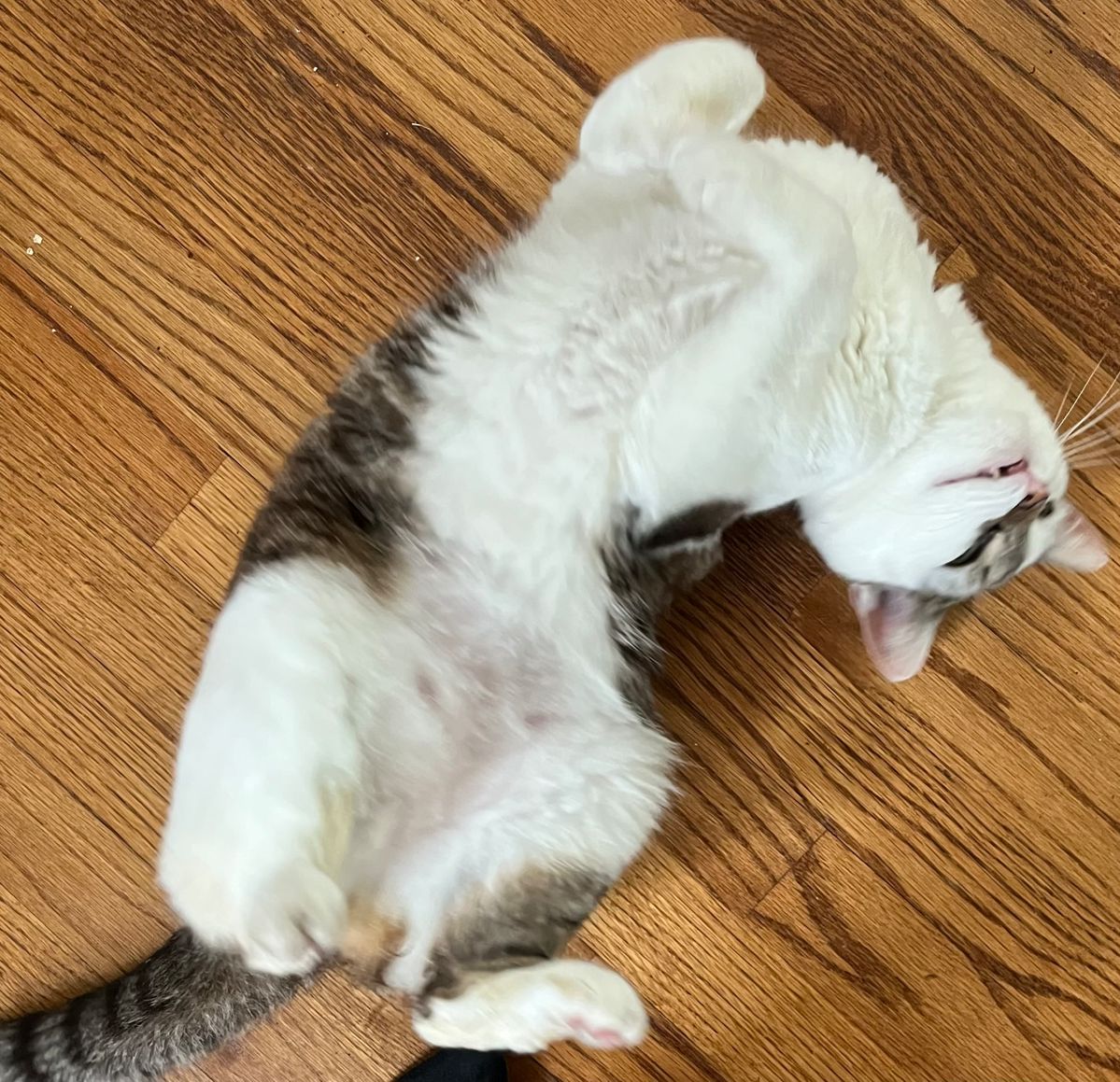 A WONDERFUL DOWNSIZING SALE VINTAGE FURNITURE... starts on 3/15/2024