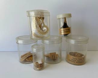 Lot 2708 Vintage Lot of Natural Specimens  Seahorse etc