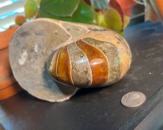 Large Fossilized Nautilus from Madagascar.