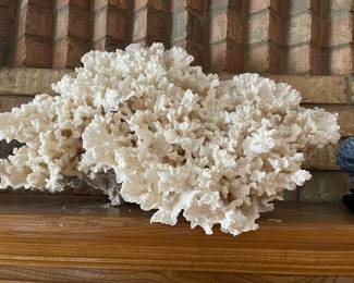 A very large piece of white coral (Pocillopora Damicornis)