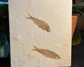 Fossil Fish from Green River Formation in Wyoming from the Eocene Period about 50 million years ago.