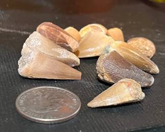 Smaller teeth from young Mosasaurus