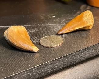 Fossil Mosasaurus Teeth. The Mosasaurus lived about 82 to 66 million years ago!