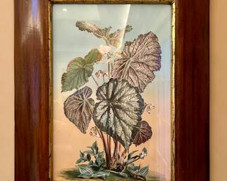 Framed Botanical Print