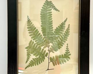 (3) Fern Prints