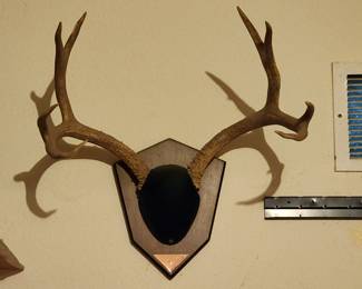 Antler Mount