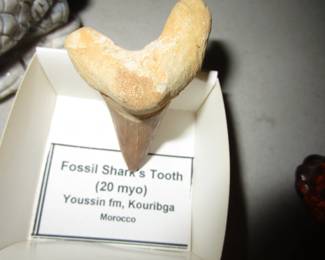 Sharks tooth