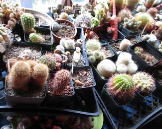 Plants, yard tools, gardening and more