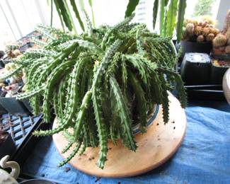 Plants, yard tools, gardening and more