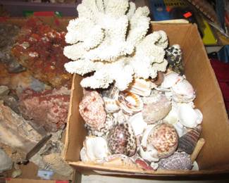 Shells, rocks, crystals