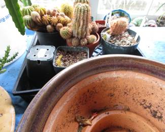 Plants, yard tools, gardening and more