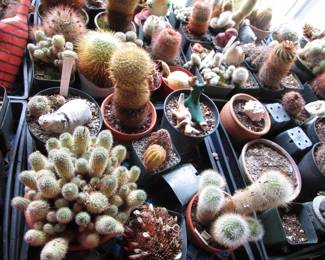 Plants, yard tools, gardening and more