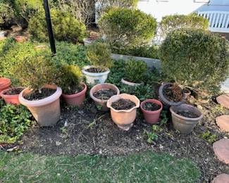 Lots of Garden Pots - Potted Bushes & Shrubs Are For Sale