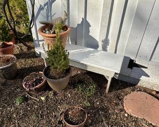 Lots of Garden Pots - Potted Bushes & Shrubs Are For Sale