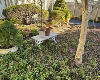 Lots of Garden Pots - Potted Bushes & Shrubs Are For Sale