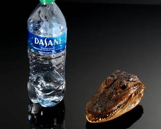 Mini Real Alligator Head Taxidermy	2x3x5.5in	196250
