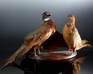 2pc Taxidermy Ring-Necked Pheasant Duo	16x36x8in	289024
