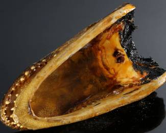 Mini Real Alligator Head Taxidermy	2x3x5.5in	196250
